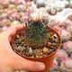 TURBINICARPUS SCHMIEDICKEANUS SUBS. MACROCHELE (CITES APPENDIX I), image 