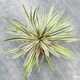 YUCCA SILVER VARIEGATA, image 