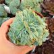 ECHEVERIA KIROV CRESTATA, image 