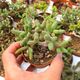TYLECODON SCHAEFERIANUS, image 
