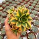 AEONIUM FLORESENS, image 