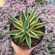 AGAVE SNOW GLOW VARIEGATA, image 