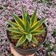 AGAVE SUN GLOW VARIEGATA, image 