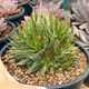 AGAVE FILIFERA F. CRISTATA, image 