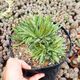 AGAVE FILIFERA F. CRISTATA, image 