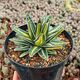 AGAVE VICTORIAE-REGINAE GIANT MEDIOPICTA, image 
