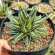 AGAVE VICTORIAE-REGINAE GIANT MEDIOPICTA, image 