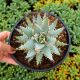 ALOE ERINACEA, image  ALOE ERINACEA, image
