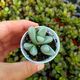 ARGYRODERMA FRAMESII SUBS. HALLII, image 
