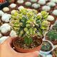 ASTROPHYTUM MYRIOSTIGMA CV. HAKUUN FUKURYU, image 