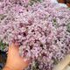 CALLISIA REPENS PINK LADY, image 