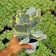 COTYLEDON UNDULATA VARIEGATA, image 