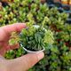 CRASSULA FROSTY, image 