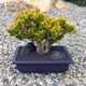 CRASSULA OVATA GOLLUM TRICOLOR (BONSAI), image 