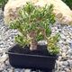 CRASSULA OVATA GOLLUM VARIEGATA (BONSAI), image 
