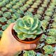 ECHEVERIA NUBIA, image 