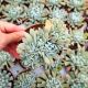 ECHEVERIA TOPSY TURVY CRESTATA, image  ECHEVERIA TOPSY TURVY CRESTATA, image