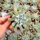 ECHEVERIA TOPSY TURVY, image  ECHEVERIA TOPSY TURVY, image