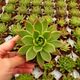ECHEVERIA AGAVOIDES, image  ECHEVERIA AGAVOIDES, image