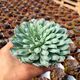 ECHEVERIA HYALINA CARUNCULATA, image 