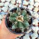ECHINOCACTUS INGENS, image 