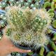 ECHINOCEREUS DUBIUS, image 