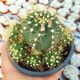 GYMNOCALYCIUM SCHACUENSE, image 
