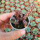 HUERNIA ASPERA, image 