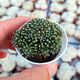 MAMMILLARIA PAINTERI MONSTROSA, image  MAMMILLARIA PAINTERI MONSTROSA, image