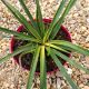MANGAVE BAD HAIR DAY VARIEGATA, image  MANGAVE BAD HAIR DAY VARIEGATA, image