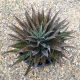 MANGAVE PINEAPPLE EXPRESS, image  MANGAVE PINEAPPLE EXPRESS, image