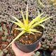 SANSEVIERIA GRACILLIMA VARIEGATA, image 