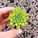 SEMPERVIVUM TECTORUM CV. ODDITY, image 
