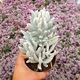 SENECIO HAWORTHII, image 