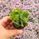 CRASSULA ARBORESCENS UNDULATIFOLIA, image 